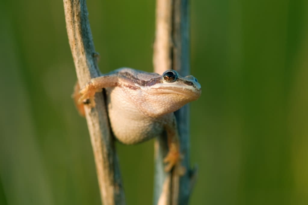 Indiana Nature Notes: Calling Spring at Kankakee Sands