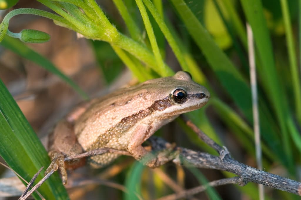 Chorus Frog on a stick in grasses