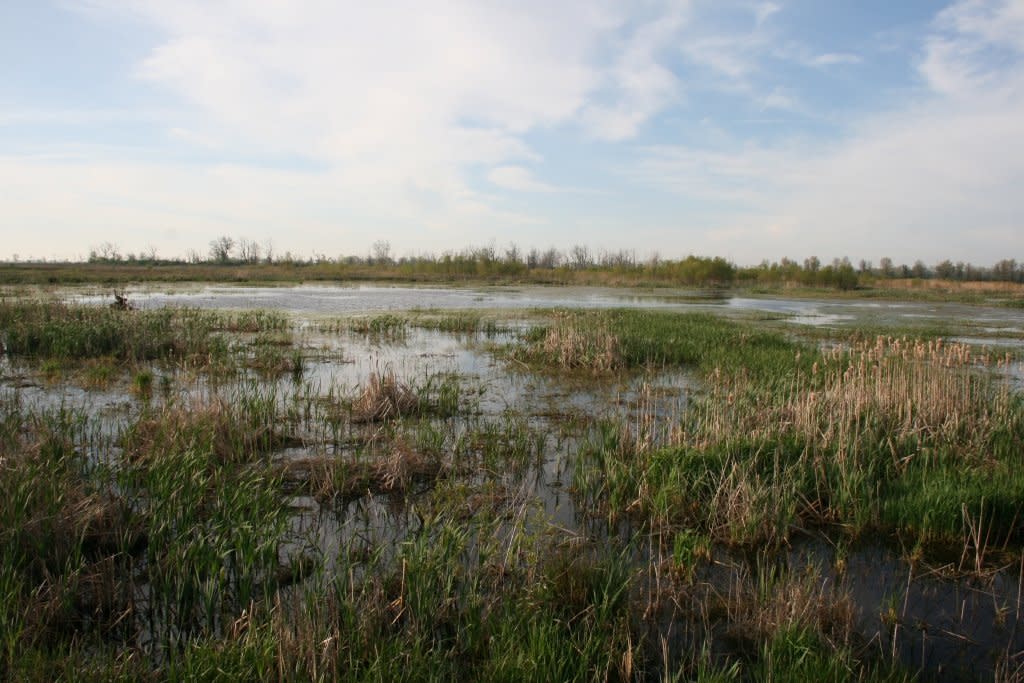 A wetland landscape with a blue cloud-filled sky.