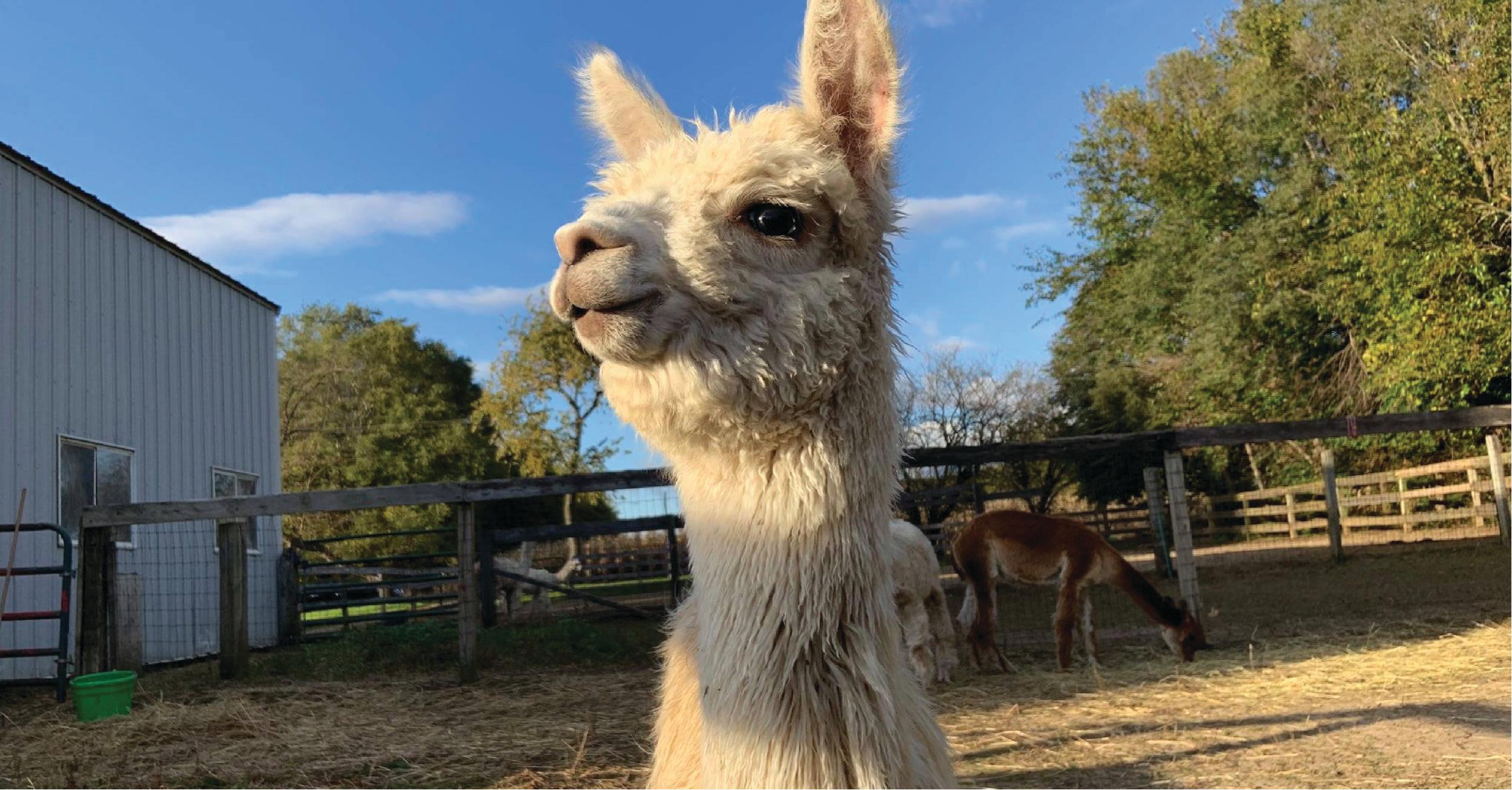 2021BucketListAlpaca.jpg