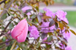 pink tulip and azaleas