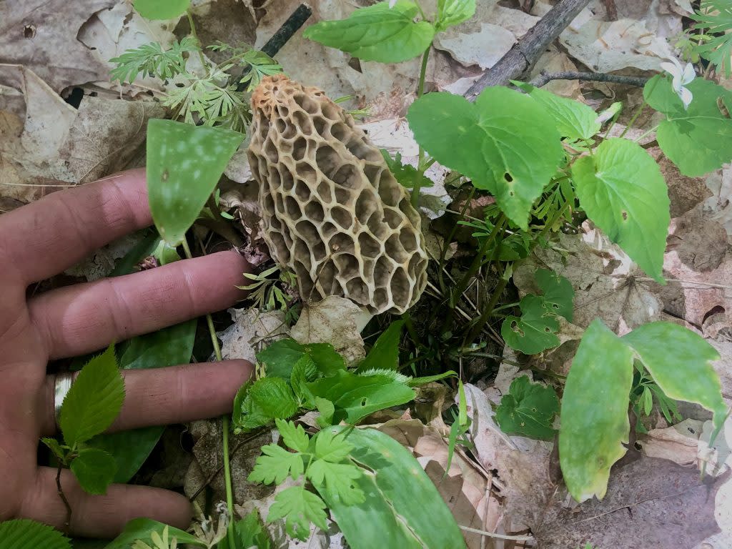 Morel