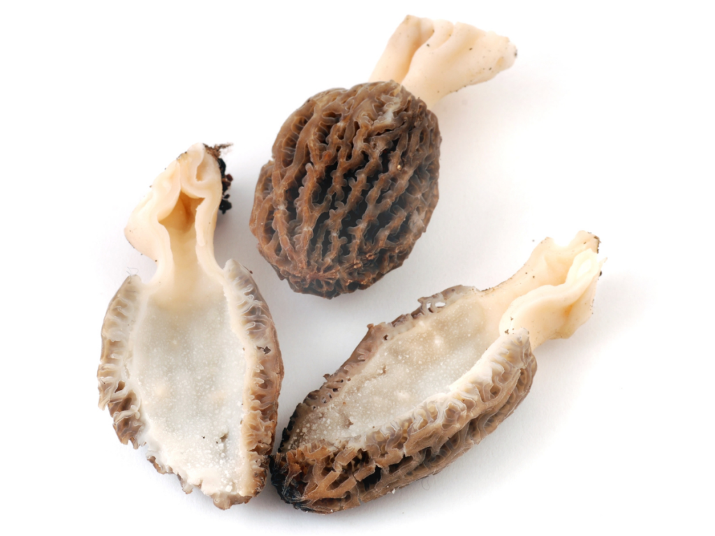 one whole morel mushroom and two halves lie on white background
