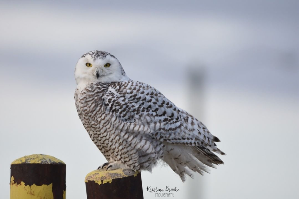 snowy owl perched on post