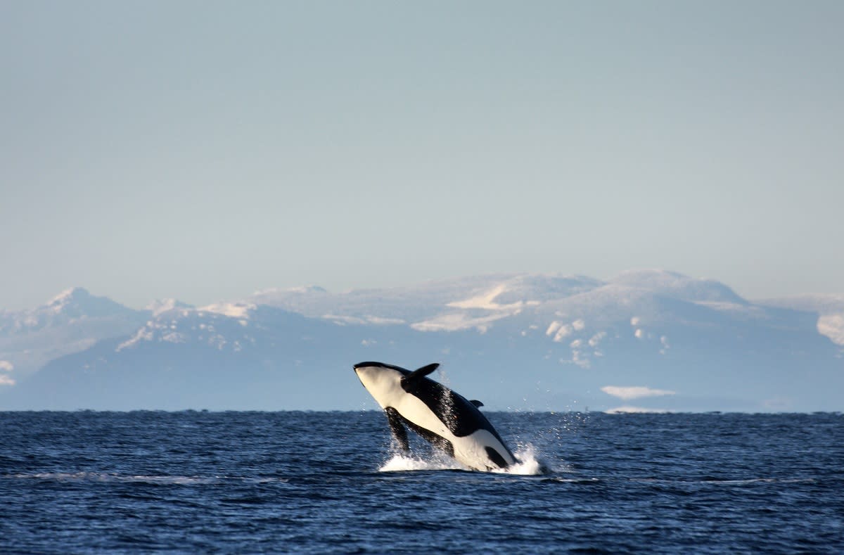 Orca in Strait of Georgia