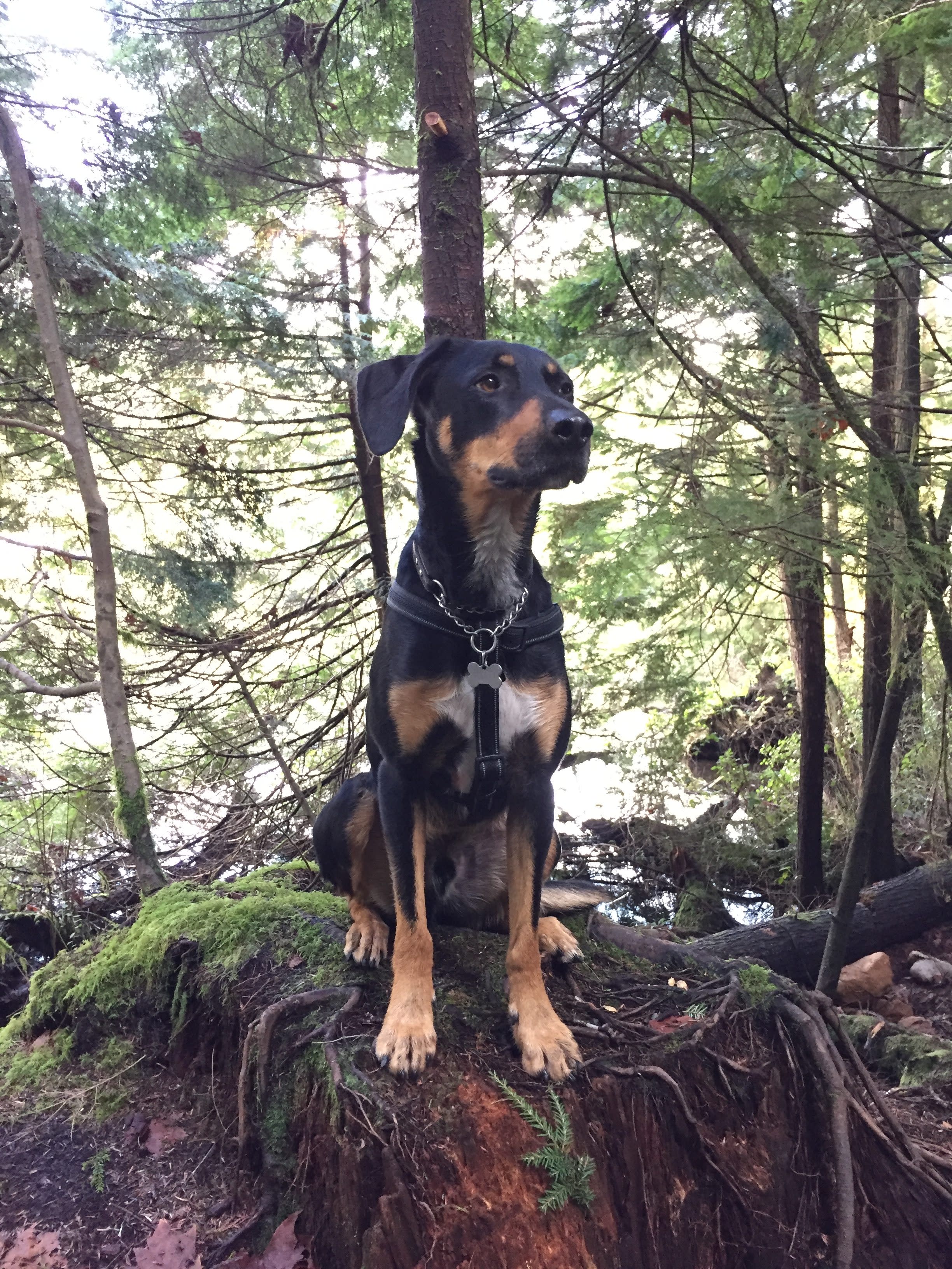 Dog friendly trails on the Sunshine Coast