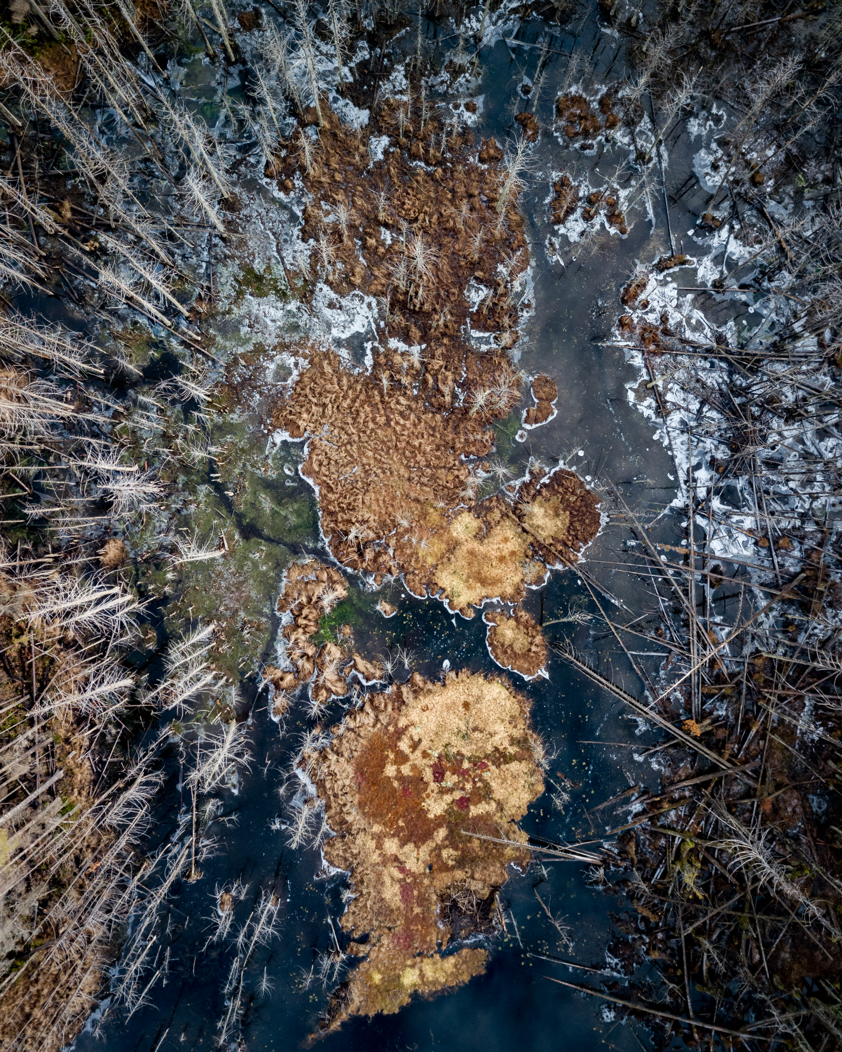 Frozen Water and Trees