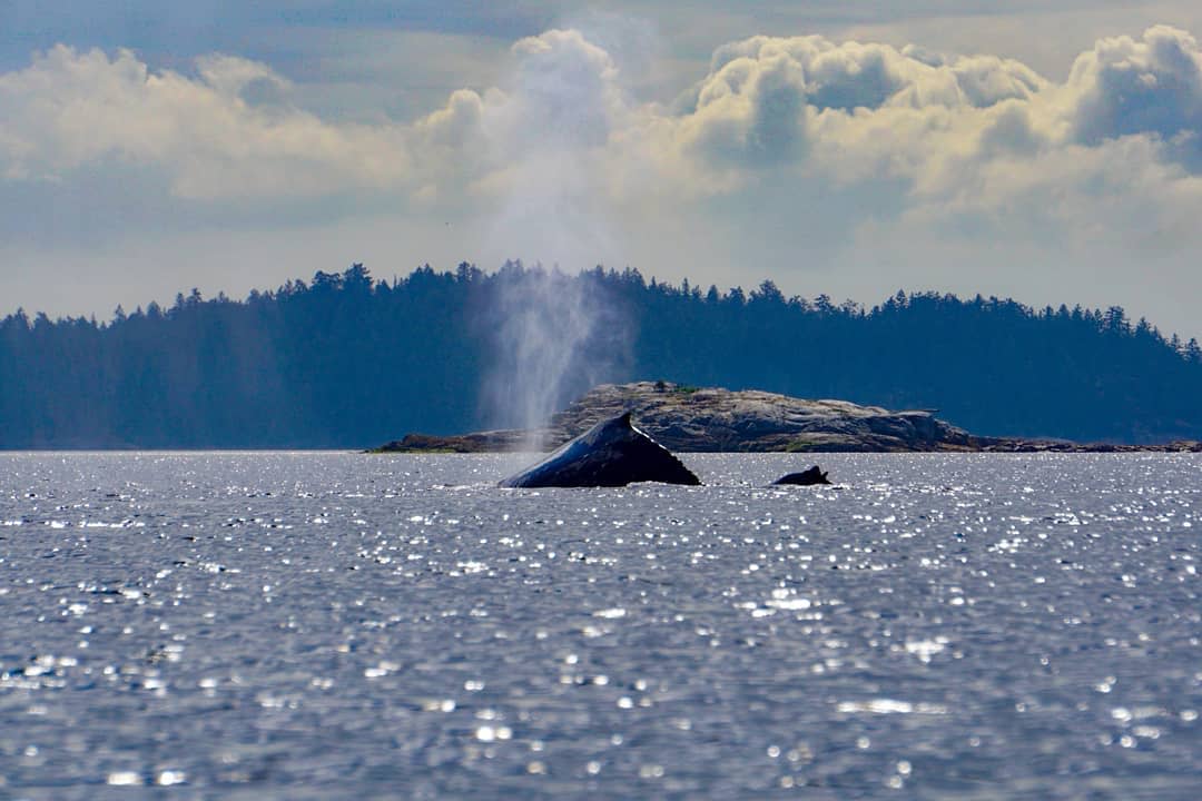 A humpback whale spotted in Desolation Sound. Photo: Powell River Sea Kayak