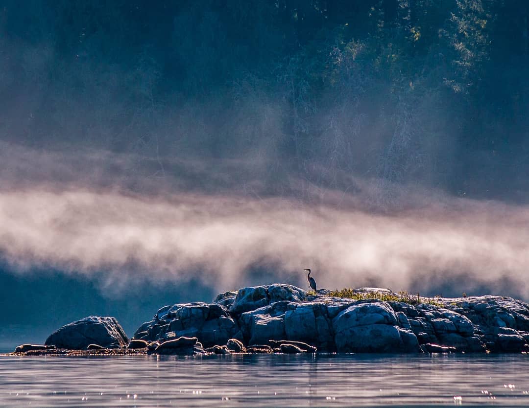 A blue heron is outlined in a shroud of mist in Desolation Sound. Photo: Powell River Sea Kayak