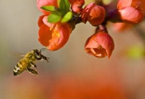 TP1 Honey bee pollination