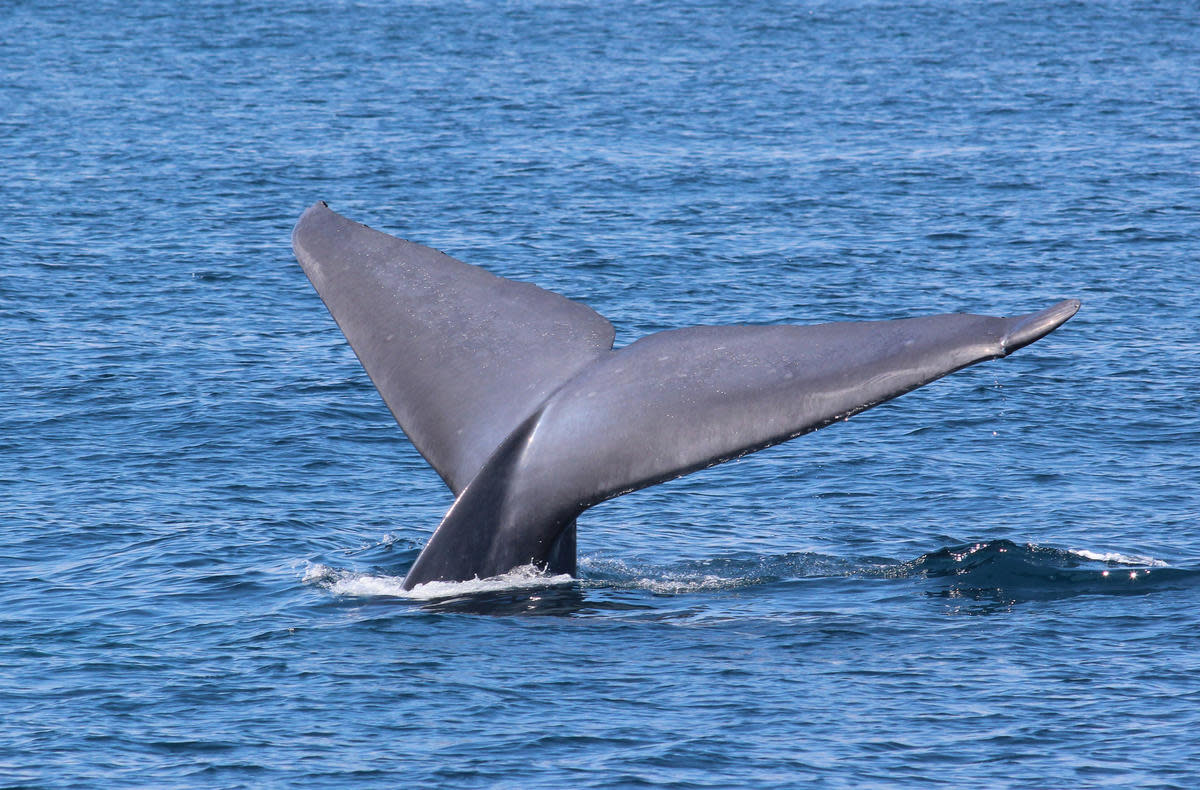 Blue Whale Photo by Tom Benson via Flickr Creative Commons