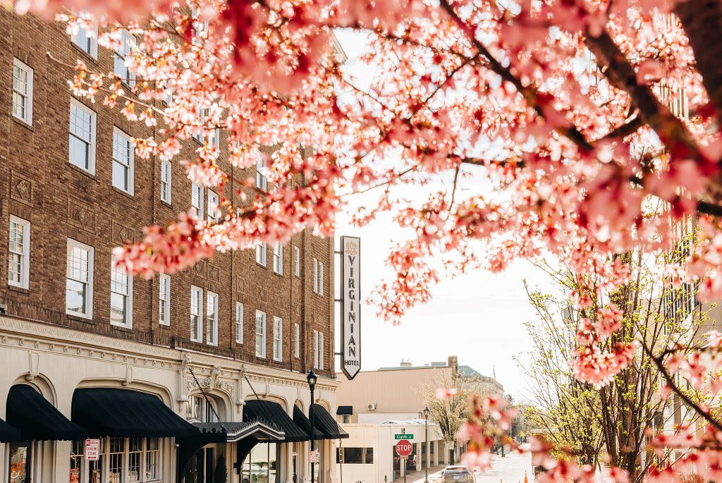 Cherry Blossom Season in Alexandria