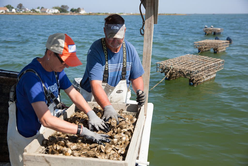 Everything You Need to Know About Virginia Oysters