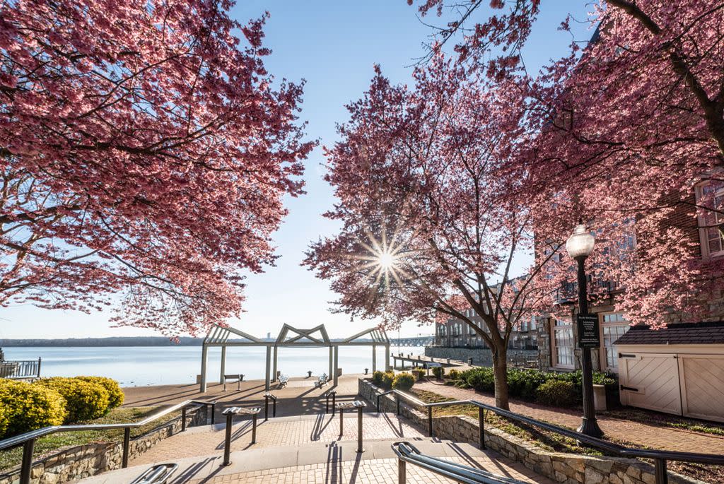 I live in Northern VA, and absolutely love the cherry blossoms