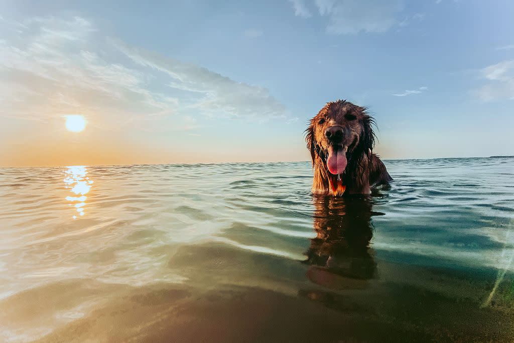 The Guide to Virginia's DogFriendly Beaches