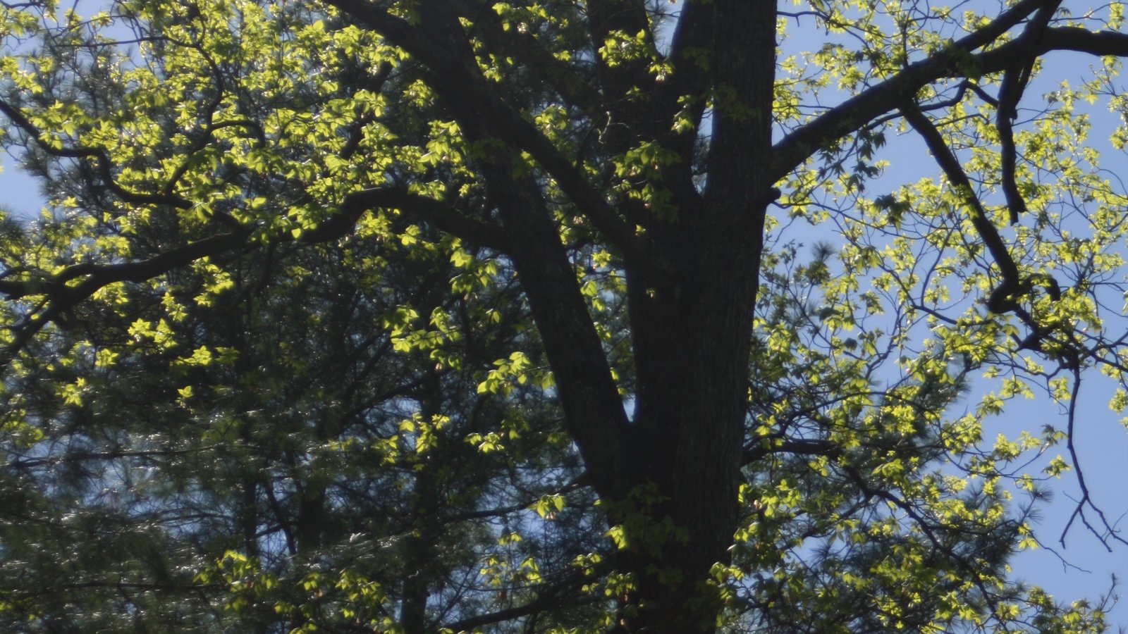 Forest Bathing in Explore Boone