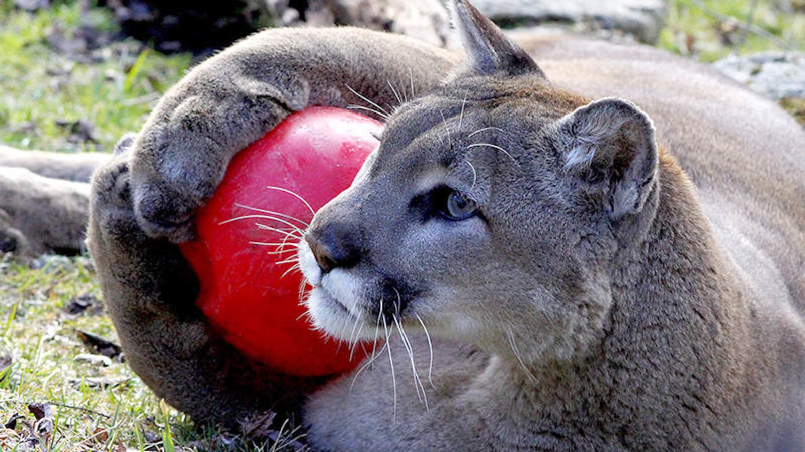 Animal Birthday Party in Grandfather Mountain Stewardship Foundation