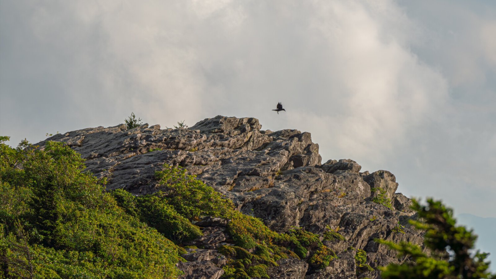 Adult Field Course: Exploring Natural Communities of Grandfather Mountain in Explore Boone