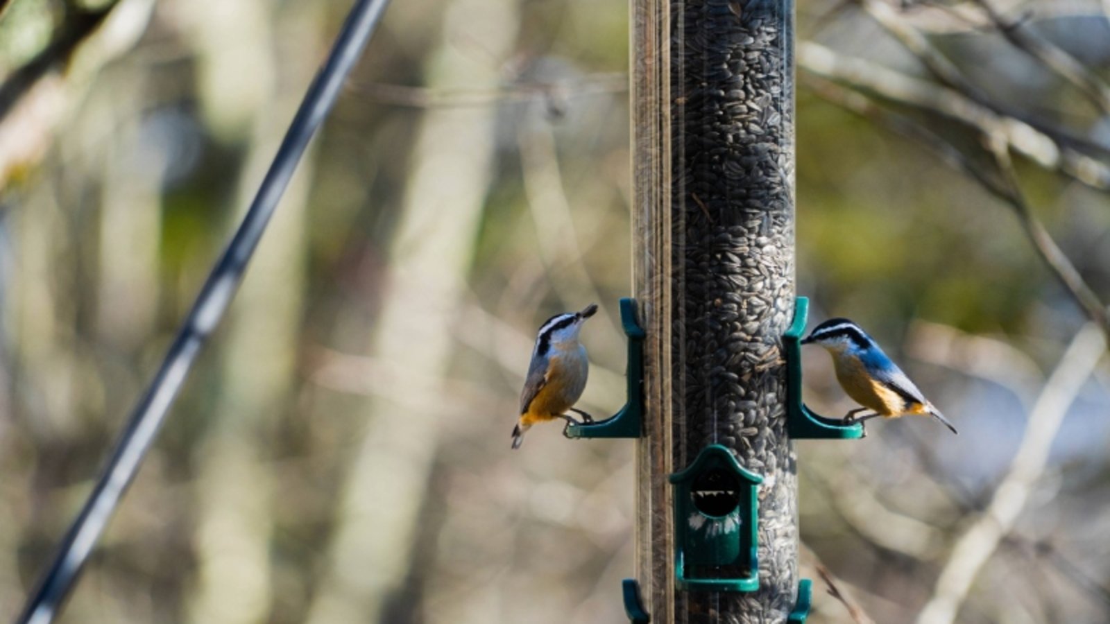 Adult Field Course: The Birds of Grandfather Mountain: The Wonders of Migration in Grandfather Mountain
