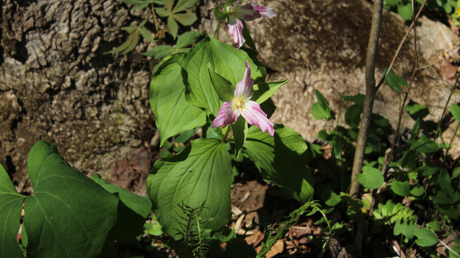Wildflower Walk in the High Country
