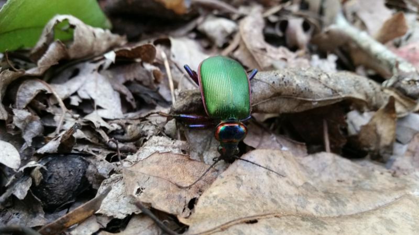 Bug Hunt in Elk Knob State Park