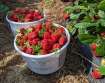 Brookdale Farm Strawberry Picking