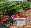 Brookdale Farm Strawberry Picking
