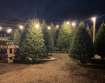 Christmas Trees at Hickory Ridge Farm
