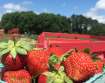 Hickory Ridge Farm Strawberry Picking and Farm Fun