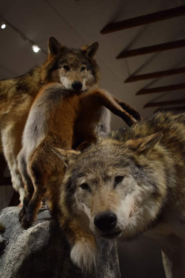 Naturmuseum Og Botanisk Hage Universitetet I Agder