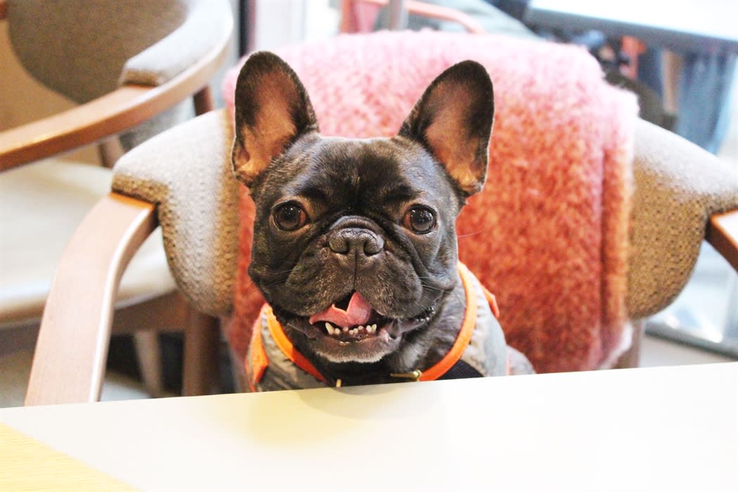 Frenchie cafe clearance