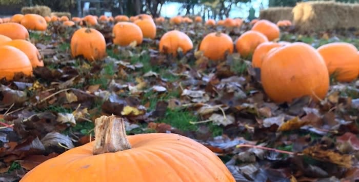 Pumpkin Pickin at Haigh