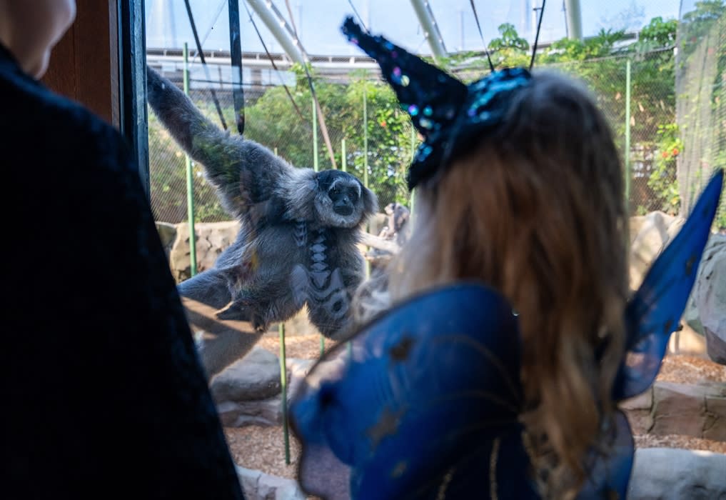 Halloween at Chester Zoo