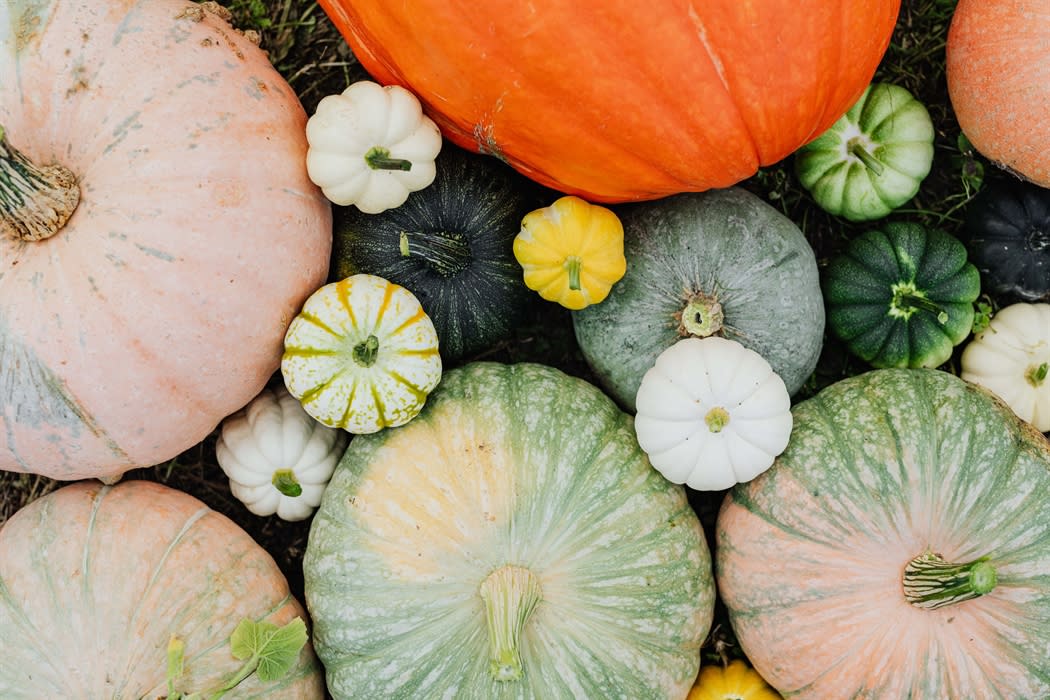 Halloween 2026 at Smithills Open Farm