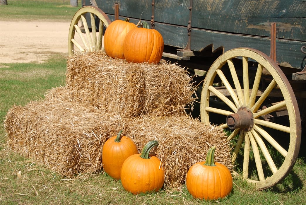 Halloween at Lancaster Park & Animal Farm