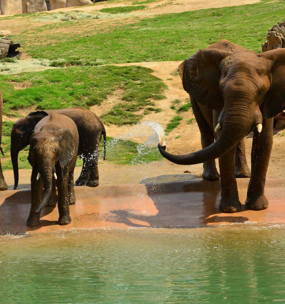 san diego zoo safari park hours san diego zoo safari park hours