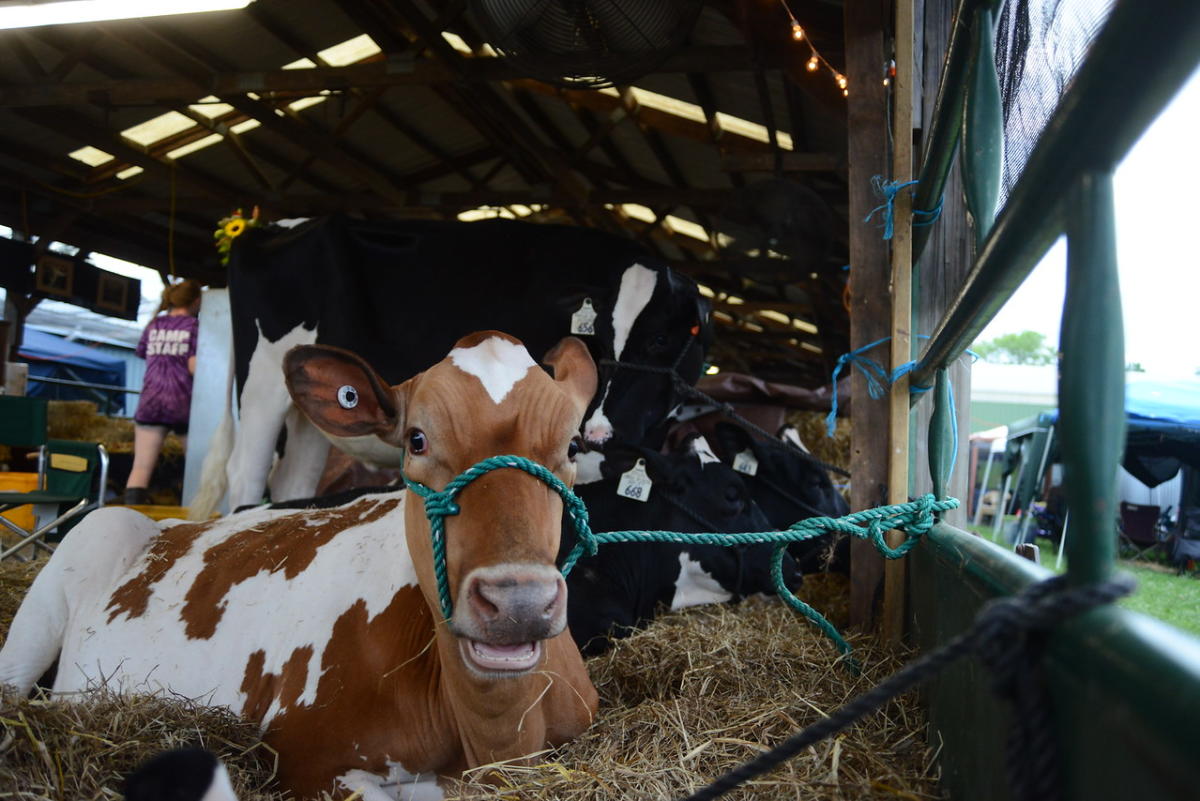 Harford County Farm Fair