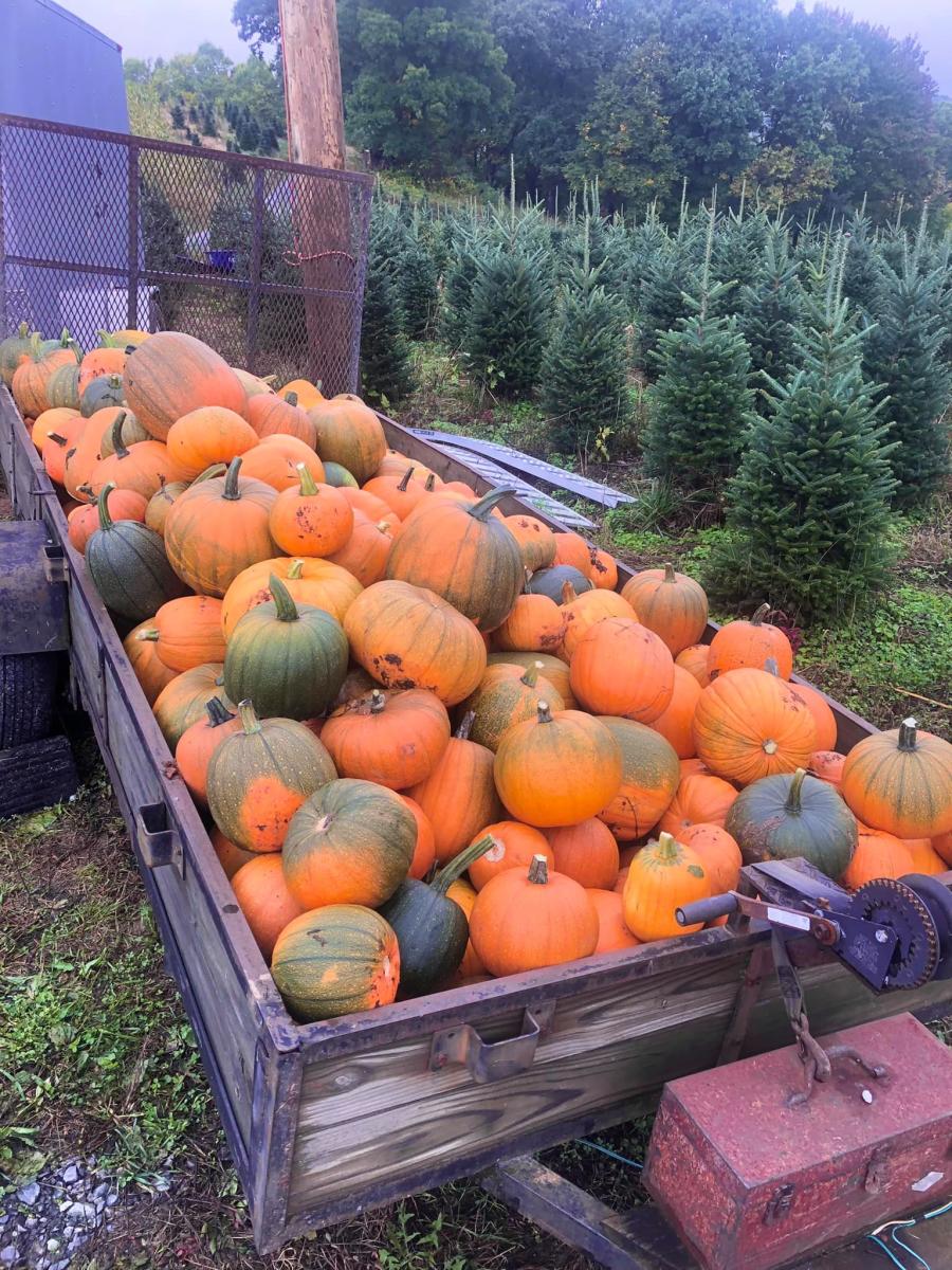 C & J Pumpkin Patch and Corn Maze