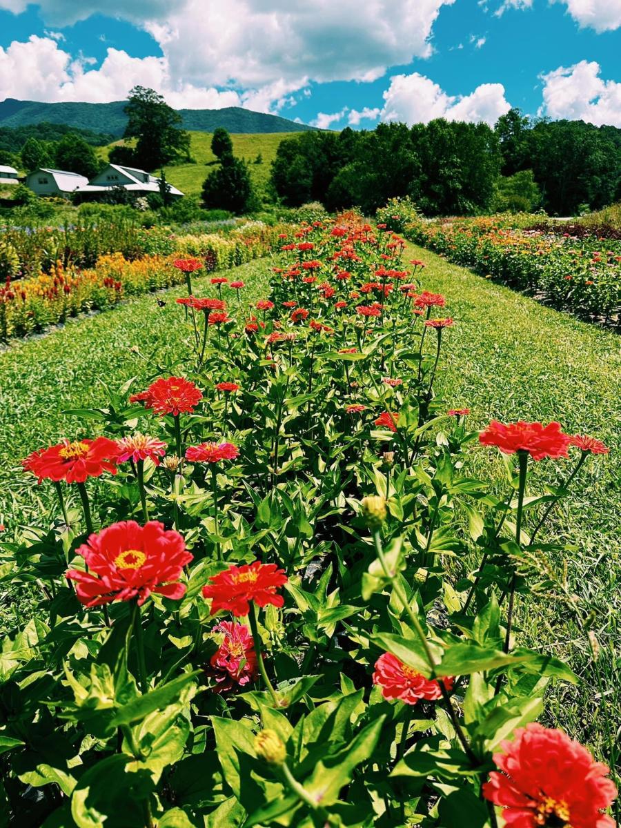 Springhouse Farm
