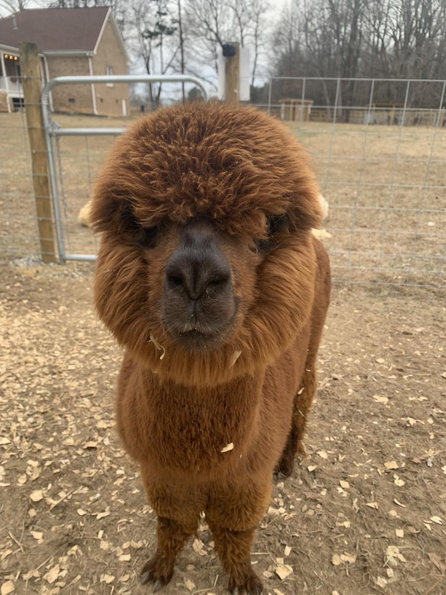 Alpacachino Ranch