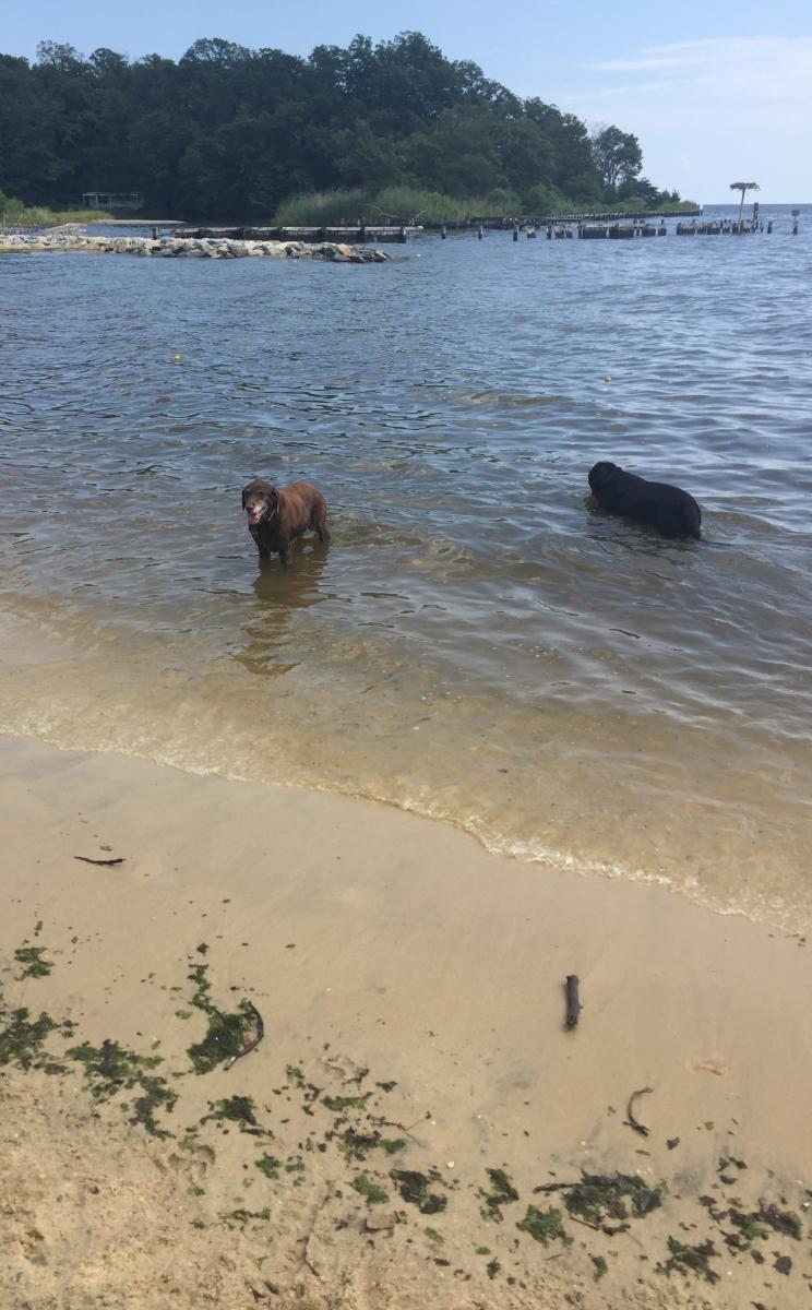 Quiet Waters Park Dog Beach