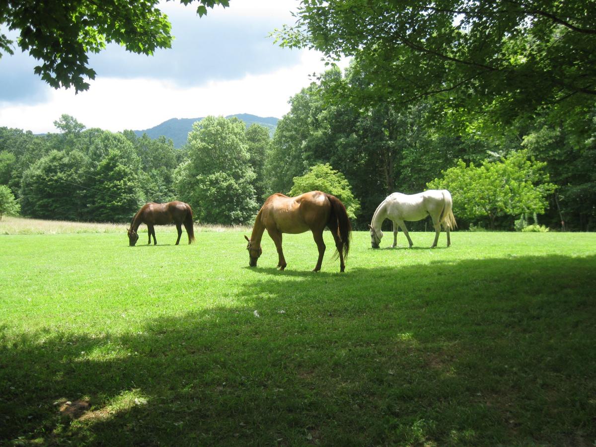 Blue Ridge Horse Adventures, Inc. Asheville, NC's Official Travel Site