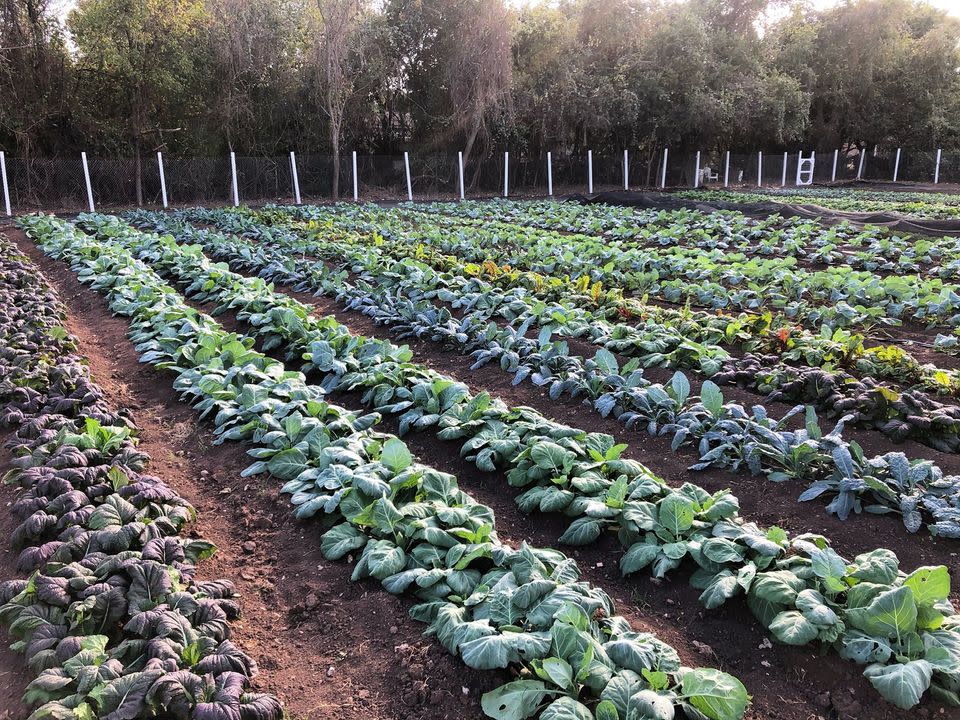 Eden East Farm Stand Bastrop, TX 78602