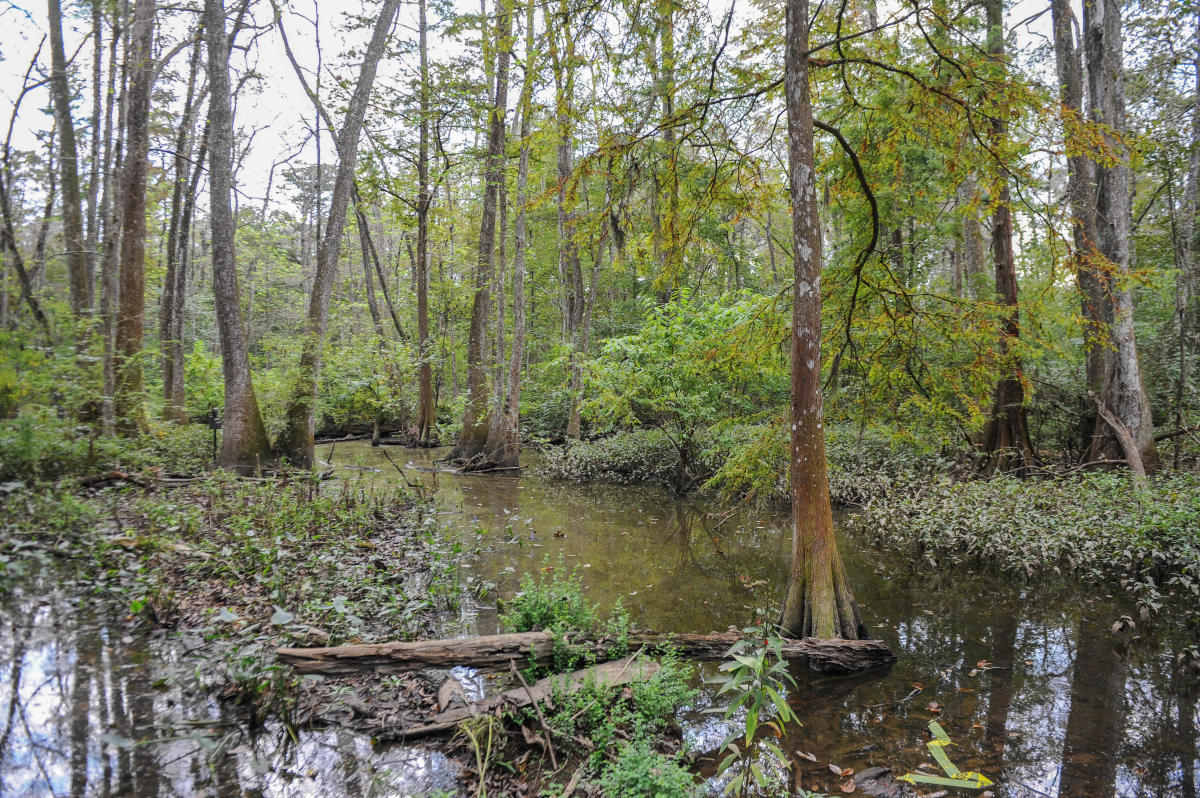 Brec S Bluebonnet Swamp Nature Center