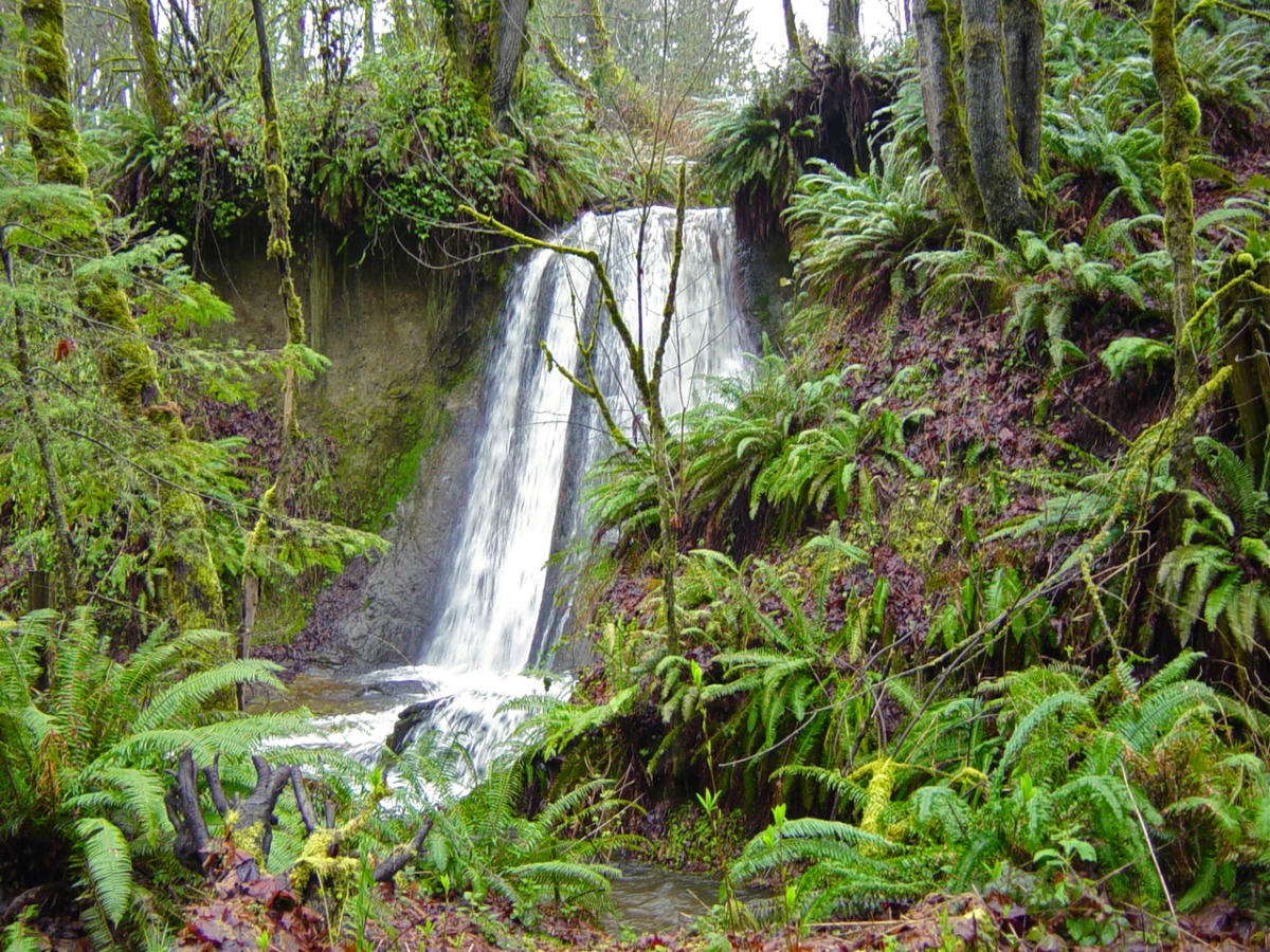 Coal Creek Natural Area Bellevue, WA