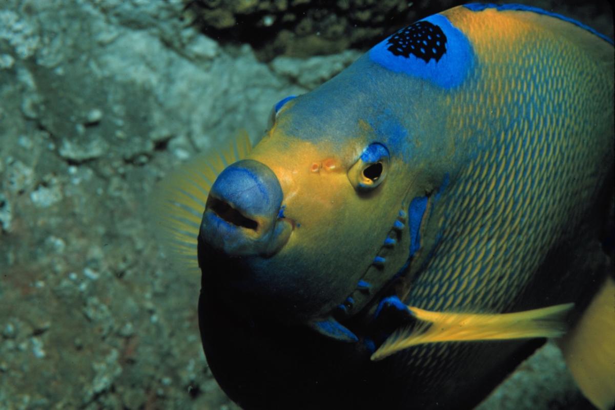 New England Aquarium