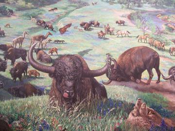 Brazos Valley Museum Of Natural History Bryan Tx 77802