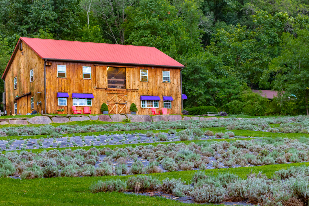 Peace Valley Lavender Farm