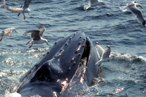 Captain John Whale Watching & Fishing Tours