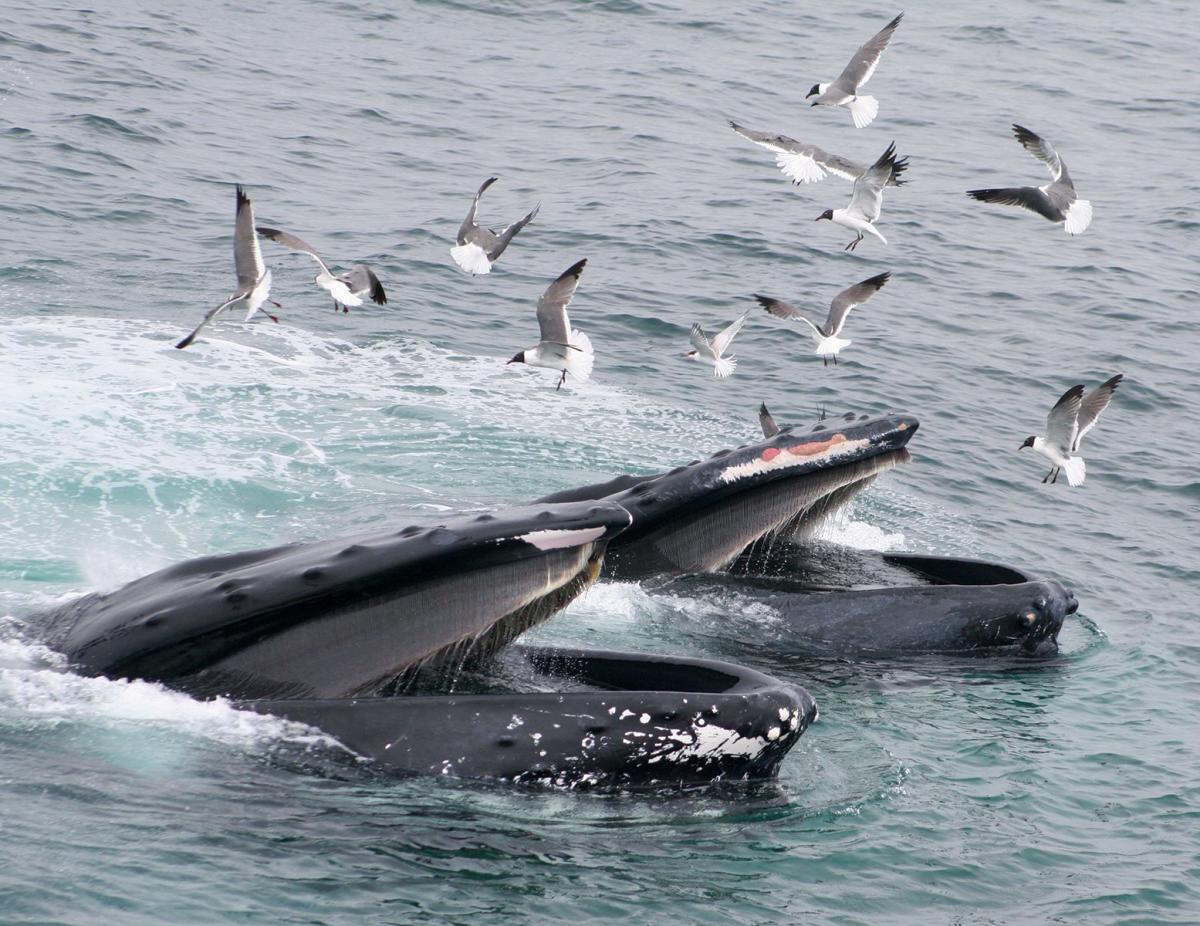Hyannis Whale Watcher Cruises